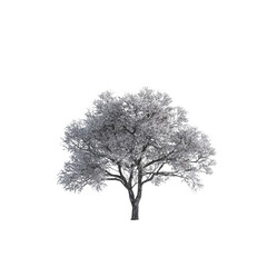 Fototapeta premium Beautiful Flowering Tree with Bright Pink Blooms against White Background