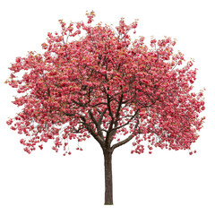 Obraz premium Vibrant Pink Cherry Blossom Tree with Lush Blooms in Springtime