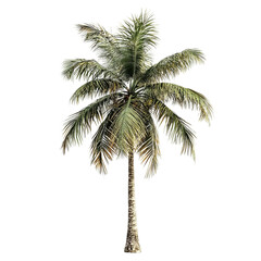 Obraz premium Lush Green Tropical Palm Tree Isolated on White Background