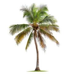 Obraz premium Lush Green Coconut Palm Tree with Vibrant Leaves and Trunk Texture