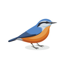 Nuthatch bird isolated flat vector illustration on white background