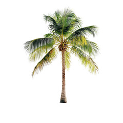 Obraz premium Lush Green Palm Tree Isolated on White Background for Design Use
