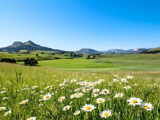 Captivating field of daisies blooming beneath a clear blue sky in nature's embrace soft focus
