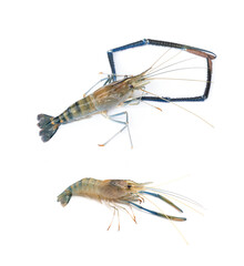 Male and Female giant river prawn - Macrobrachium rosenbergii isolated on white background.