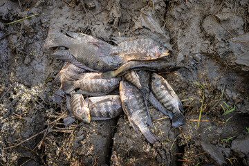Snakehead fish and Nile tilapia. Natural food ingredient in rural Thailand. The fish pile is full of mud that was caught during the water pumping in the rice fields prepared to cook for dinner.