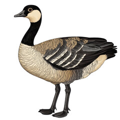 Elegant Barnacle Goose Illustration with Transparent Background
