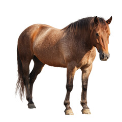 Obraz premium Majestic Brown Horse on Black Background on a white background.