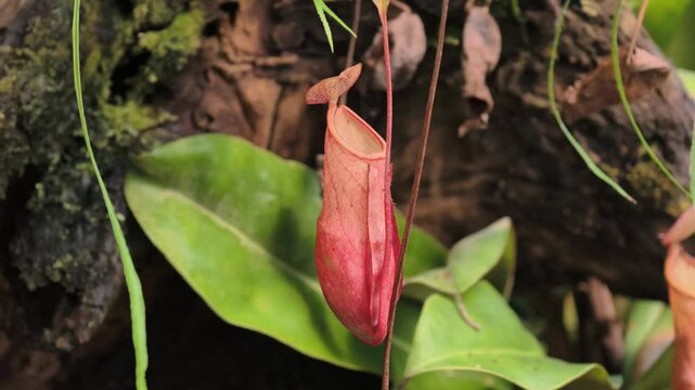 Carnivorous flowers in tropical forests