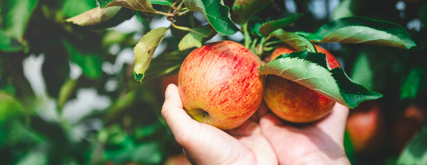 Fresh Apple on the apple tree with hand of woman gardener at Apple garden farm background.