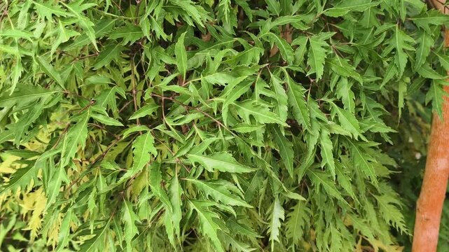 Polyscias fruticosa (Ming aralia, dwarf tree, Daun berlangkas, kuku garuda, pokok teh). In Asian countries