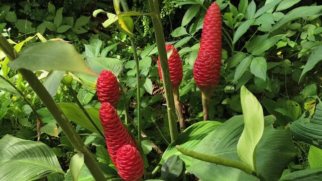 Ginger inflorescence (Zingiber officinale) in garden