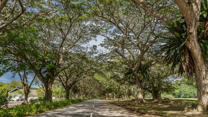 Obraz premium Straight paved road. Dividing line in the middle. Sprawling tropical trees on the roadsides. Asplenium nidus grows on the trunks. Shadows on the asphalt. Perspective. Malaysia. Borneo.
