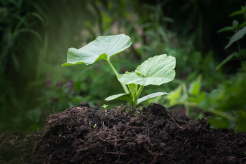 Zucchini sprouts. Close-up of a pile of soil with a young zucchini sprout. Weeds in the garden bed. Weeding and caring for plants in the garden. A pile for growing pumpkins.