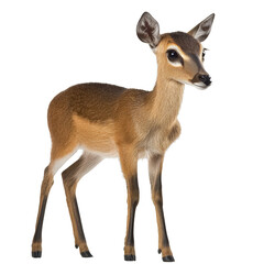 Fototapeta premium Wildlife encounter young deer in nature wildlife photography outdoor setting close-up view serenity and beauty