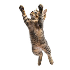 Energetic cat leaping in nature wildlife photography outdoor environment playful action capturing feline spirit