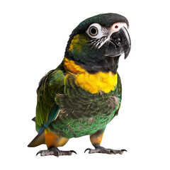 Vibrant wildlife parrot portrait tropical forest animal photography bright environment close-up view nature's beauty