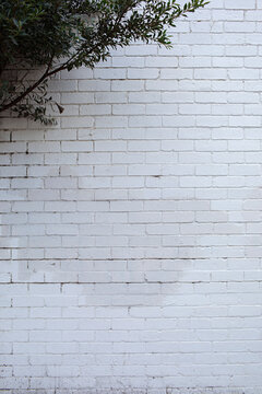 Fototapeta white brick wall with tree