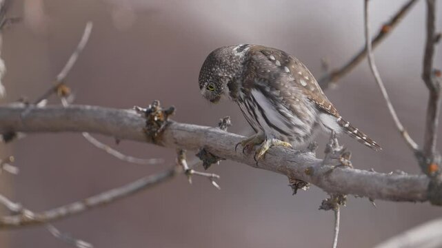 Northern Pygmy Owl staring below as it dives while hunting in the Utah wilderness.