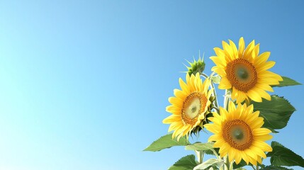 Obraz premium Bright sunflowers against a clear blue sky, symbolizing joy.