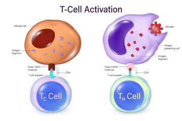 T-Cell Activation. T-Lymphocytes. Cytotoxic T cell and Helper T cell. Human adaptive immune system. Specific immune response.