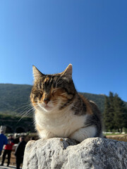Sleeping Cat of ancient city of Ephesus. Cat relaxing on the column ruins.