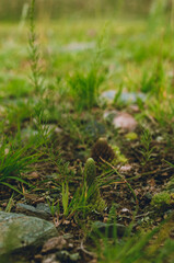 Close-up of moss, lichens and small plants growing on damp soil, showcasing diverse textures and earthy tones. Biodiversity, nature patterns and botanical life.