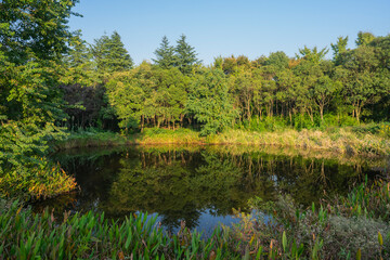 pond in a wetland surrounded by coniferous forest
