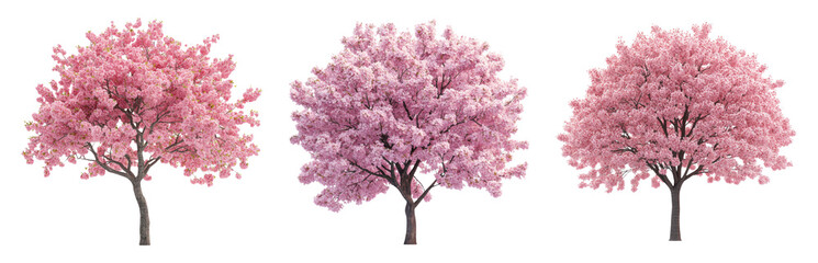 Naklejka premium Isolated Cherry Blossom Trees on Transparent Background for Design