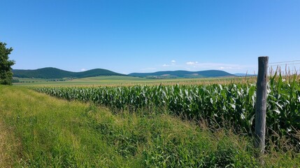 Obraz premium Serene Cornfield Landscape