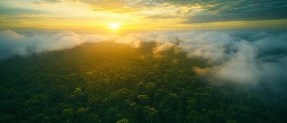 Naklejka premium A breathtaking aerial view of a lush green rainforest at sunrise, with mist rising and golden light illuminating the scene