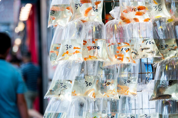 Goldfishes inside plastic bags for sale in Hong Kong