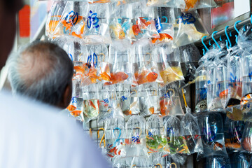 Goldfishes inside plastic bags for sale in Hong Kong
