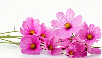 Pink flowers cosmos blooming in summer