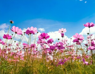 Pink flowers cosmos blooming in summer