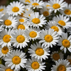 Fototapeta premium Close-Up of Blooming White Daisies 