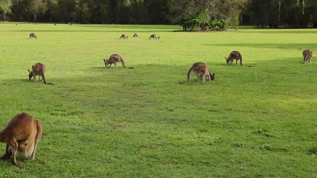 Kangaroos Grazing in Open Field