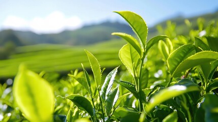 Obraz premium Lush Green Tea Plantation Sunlight Fresh Leaves Nature Scenery