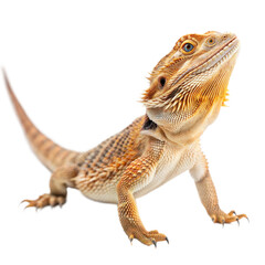 Fototapeta premium Bearded Dragon AI Generated Image