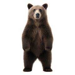 Obraz premium Bear AI Generated Image