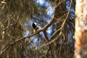 Chickadee on a tree at the zoo in Anchorage on a spring day in Alaska.