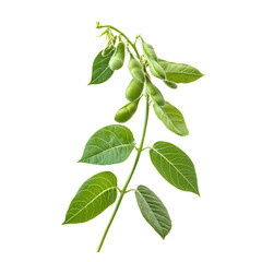 soybean Advertisement isolated on white background full depth of field 
