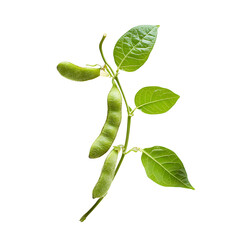 soybean Advertisement isolated on white background full depth of field 