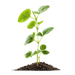 soybean Advertisement isolated on white background full depth of field 