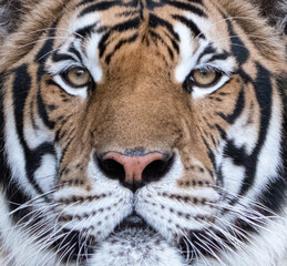 Tiger head