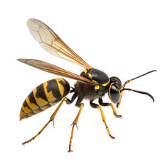 Beewolf Wasp AI Generated Image