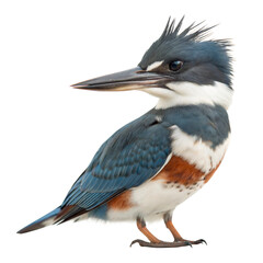 Obraz premium Belted Kingfisher AI Generated Image