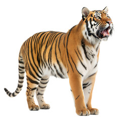 Fototapeta premium Bengal Tiger AI Generated Image