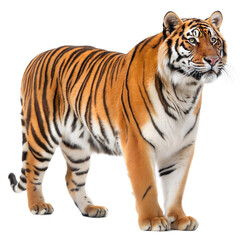 Naklejka premium Bengal Tiger AI Generated Image