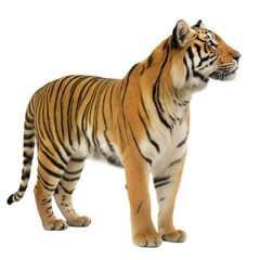 Naklejka premium Bengal Tiger AI Generated Image
