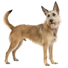 Berger Picard AI Generated Image